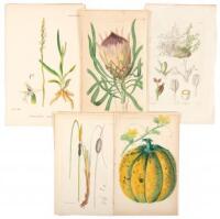 Sixteen nineteenth century hand-colored botanical plates