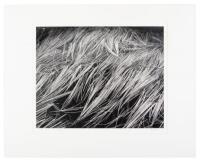 Untitled - [Matted reeds]