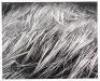 Untitled - [Matted reeds] - 2