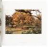 The Democratic Forest - 3