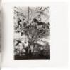 Lee Friedlander: Photographs 1957-84 - 4
