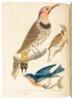 American Ornithology; or, The Natural History of the Birds of the United States - complete set - 4