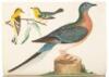 American Ornithology; or, The Natural History of the Birds of the United States - complete set - 8