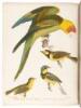 American Ornithology; or, The Natural History of the Birds of the United States - complete set - 10