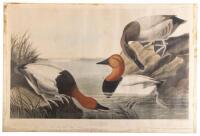 WITHDRAWN - Canvas backed Duck / Fuligula Vallisneria, No. 61, Plate CCCI from The Birds of America