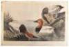 WITHDRAWN - Canvas backed Duck / Fuligula Vallisneria, No. 61, Plate CCCI from The Birds of America
