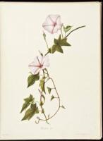 Indigenous Flowers of the Hawaiian Islands: Forty-Four Plates Painted in Water-Colours and Described by Mrs. Francis Sinclair, Jr.