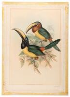 Pteroglossus Humboldti - plate from A Monograph of the Ramphastidae, or Family of Toucans