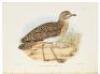 The Game-Birds & Water-Fowl of South Africa - 2