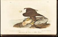 The Birds of America, From Drawings Made in the United States and Their Territories. Volume 1.