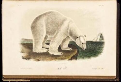 The Quadrupeds of North America. Volume II.