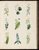 The Complete Herbal; To Which is Now Added, Upwards of One Hundred Additional Herbs, With a Display of Their Medicinal and Occult Qualities Physically Applied to the Cure of All Disorders Incident to Mankind: To Which are now First Annexed, the English Ph