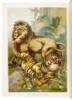 Wild Beasts, Birds and Reptiles; The Story of Their Capture - 2