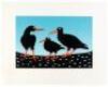 Oyster Catchers