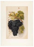 California Burgundy - original print from Grapes and Grape Vines of California [with] Grapes and Grape Vines of California: A Facsimile of the Original Edition of 1877