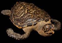 WITHDRAWN Hawksbill Turtle specimen acquired by Tony Berry, skipper of the Western Flyer, on the John Steinbeck/Ed Ricketts expedition to the Gulf of California that resulted in the book Sea of Cortez