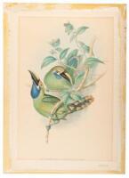 Au Lacorhamphus Caeruleocularis - plate from A Monograph of the Ramphastidae, or Family of Toucans