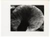 The Art of Edward Weston - 8