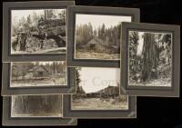 Six photographs of logging activities in the redwood forests of California