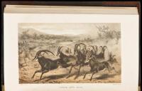 African Hunting and Adventure from Natal to the Zambesi Including Lake Ngami, the Kalahari Desert, &c., From 1852 to 1860