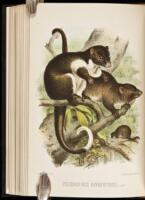 Among Cannibals: An Account of Four Years' Travels in Australia and of Camp Life with the Aborigines of Queensland