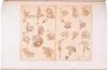 Fac-similes of the Miniatures & Ornaments of Anglo-Saxon & Irish Manuscripts - 11