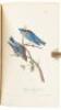 The Birds of America, From Drawings Made in the United States and Their Territories. Volume II - 8