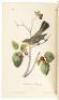 The Birds of America, From Drawings Made in the United States and Their Territories. Volume I - 6