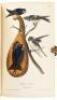 The Birds of America, From Drawings Made in the United States and Their Territories. Volume I - 9
