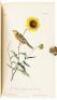 The Birds of America, From Drawings Made in the United States and Their Territories. Volume VII - 4
