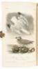 The Birds of America, From Drawings Made in the United States and Their Territories. Volume VII - 8