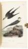 The Birds of America, From Drawings Made in the United States and Their Territories. Volume VII