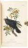 The Birds of America, From Drawings Made in the United States and Their Territories. Volume IV - 7