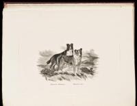 A History and Description of the Collie or Sheep Dog in His British Varieties