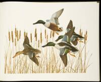 Waterfowl of North America