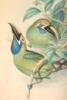 WITHDRAWN - Au Lacorhamphus Caeruleocularis - plate from A Monograph of the Ramphastidae, or Family of Toucans - 2