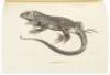 The Zoology of the Voyage of H.M.S. Beagle During the Years 1832-1836 - 6
