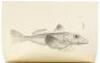 The Zoology of the Voyage of H.M.S. Beagle During the Years 1832-1836 - 7