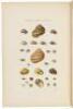 Illustrated Index of British Shells. - 4