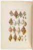 Illustrated Index of British Shells. - 5