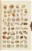 Index Testaceologicus; or a Catalogue of Shells, British and Foreign, Arranged According to the Linnean System; With the Latin and English Names, References to Authors, and Places Where Found. - 3