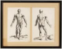 Two Anatomical Plates from Vesalius's De Humani Corporis