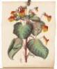 Flore des Serres et des Jardins de l'Europe, ou Descriptions et Figures des Plantes les Plus Rares et les Plus M&eacute;ritantes - Volume I - 4