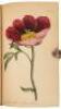 The Illustrated Botany - 3