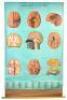 Denoyer-Geppert Anatomy Series - seven roll-down anatomy charts with original frame - 3