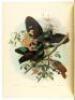 Monograph of the Paradiseidae or Birds of Paradise - 5