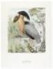 Birds of the Pacific Slope - 7