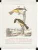 Birds of the Pacific Slope - 9