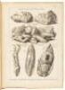 L'Histoire Naturelle &Eacute;claircie dans Deux de ses Parties Principales, la Lithologie et la Conchyliologie, dont l'une Traite des Pierres et l'autres des Coquillages... - 2