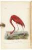 The Birds of America, from Drawings Made in the United States and Their Territories - 2